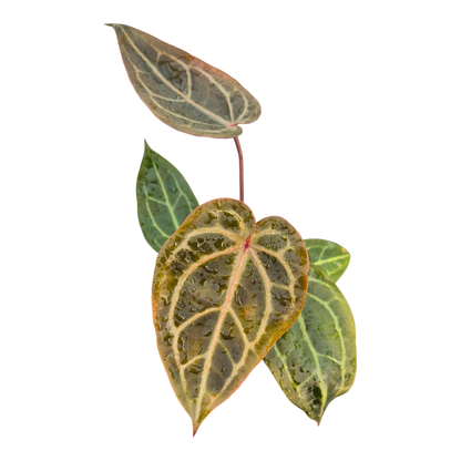 DocBlock Anthurium Home, Sweet Home® '32' X Dark & Handsome® '9'