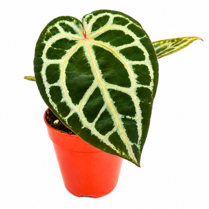 DocBlock Anthurium Home, Sweet Home® '32' X Home, Sweet Home® '32'