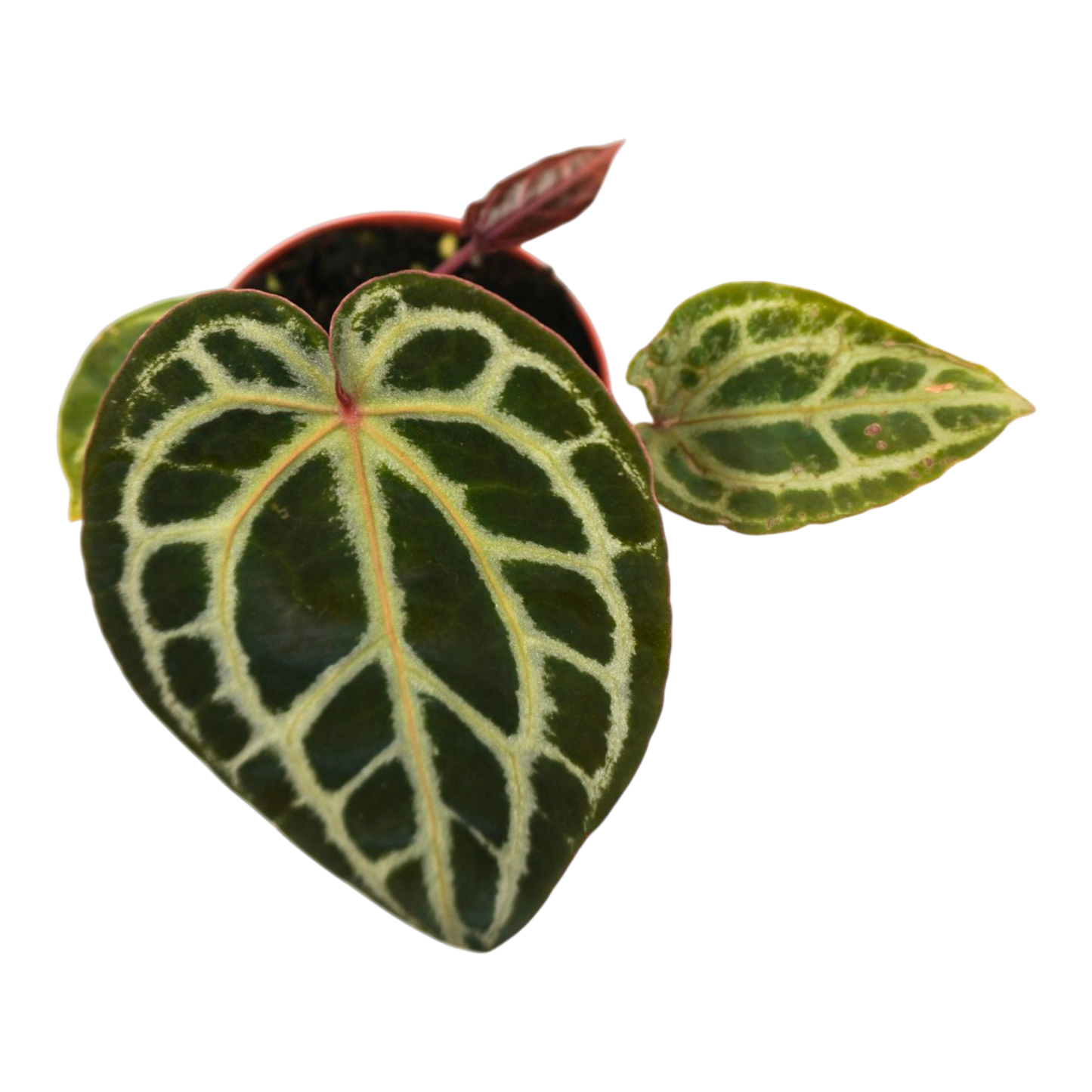 DocBlock Anthurium Home, Sweet Home® '32' X Home, Sweet Home® '32'