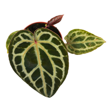DocBlock Anthurium Home, Sweet Home® '32' X Home, Sweet Home® '32'