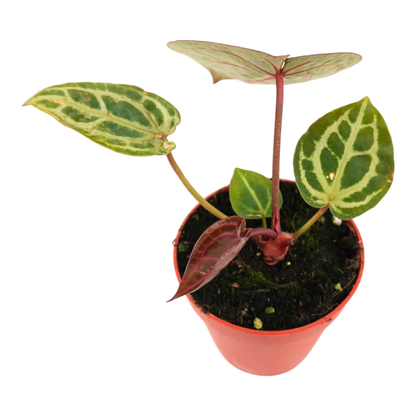 DocBlock Anthurium Home, Sweet Home® '32' X Home, Sweet Home® '32'
