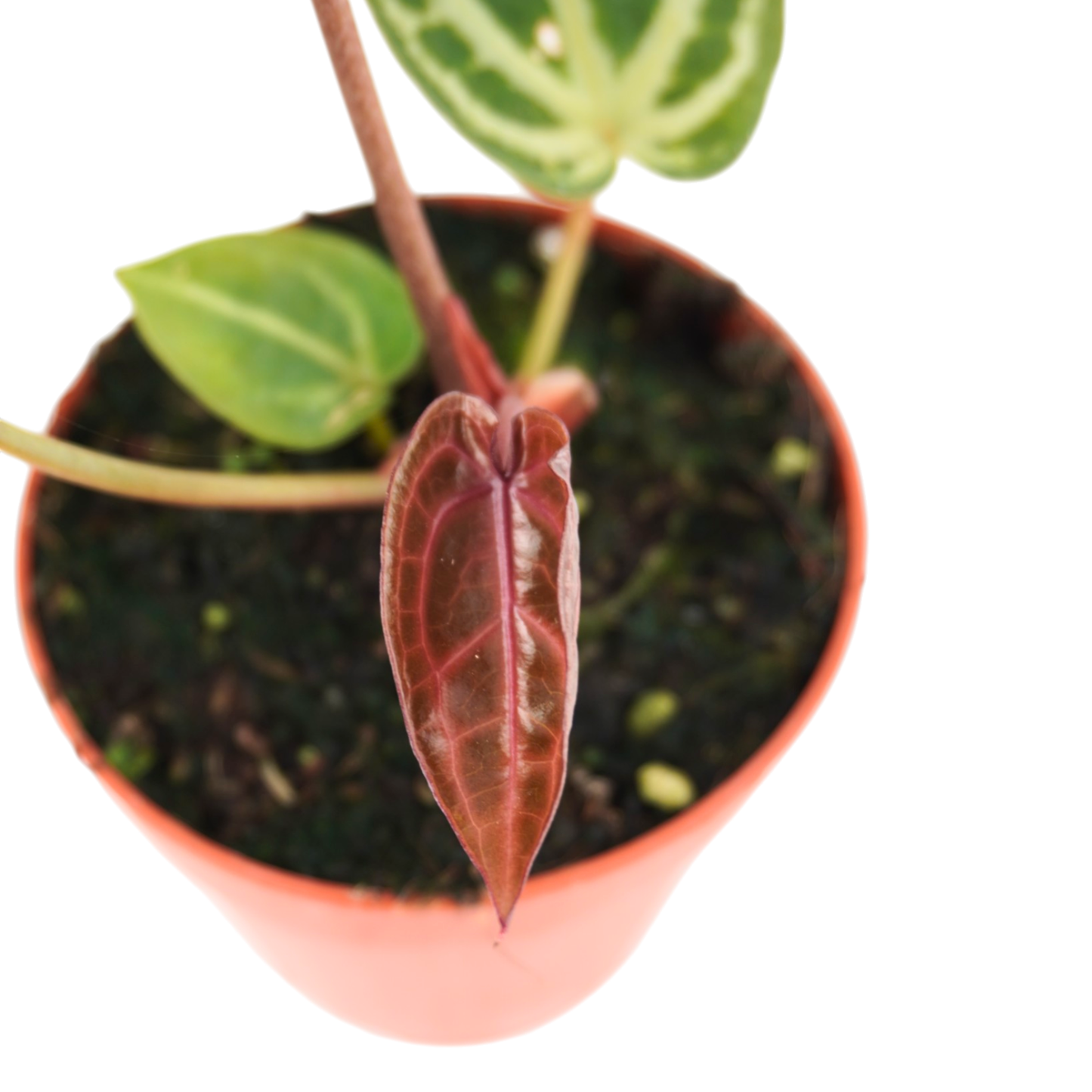 DocBlock Anthurium Home, Sweet Home® '32' X Home, Sweet Home® '32'