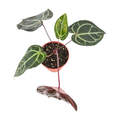 DocBlock Anthurium Home, Sweet Home® '32' X Tortoise Shell Brown® '34'