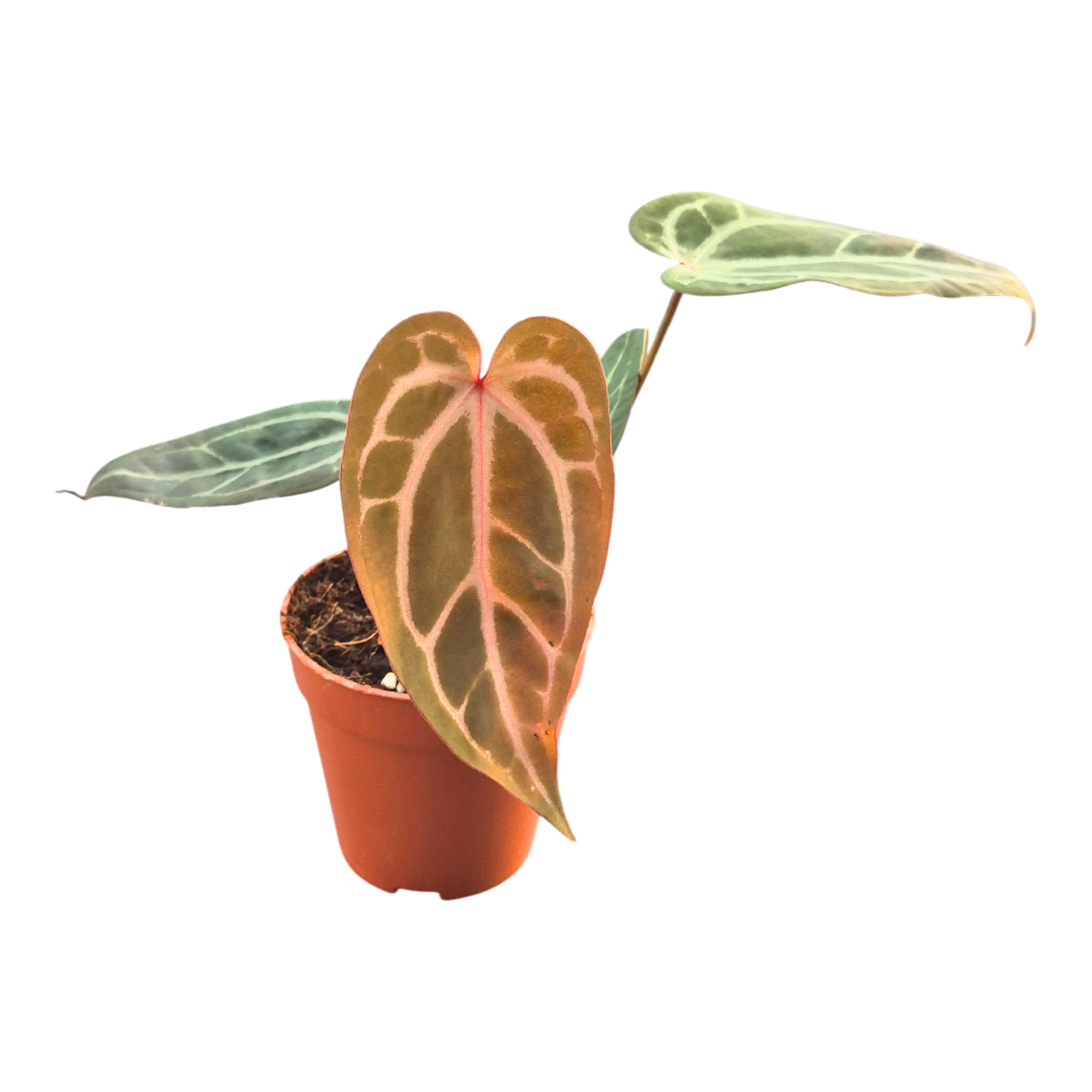 mevi mame botanical Anthurium Michelle '10' x Home, Sweet Home '32' by DocBlock® (wk14