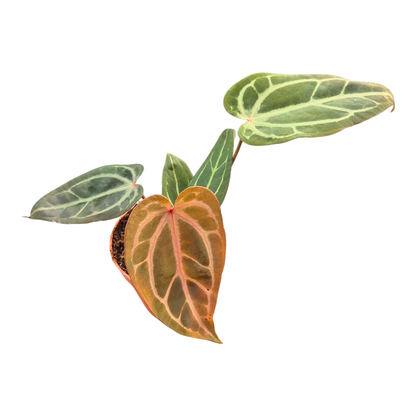 DocBlock Anthurium Home, Sweet Home® '32' X Tortoise Shell Brown® '34'