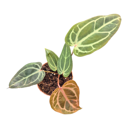 DocBlock Anthurium Home, Sweet Home® '32' X Tortoise Shell Brown® '34'