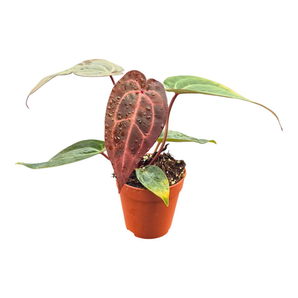 DocBlock Anthurium Michelle® '11' X Dark & Handsome® '9' – Casa Botanica
