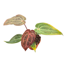 DocBlock Anthurium Michelle® '11' X Dark & Handsome® '9'