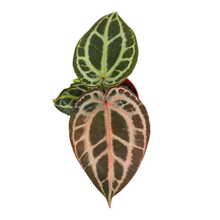 DocBlock Anthurium Michelle® '11' X Zara® '14'