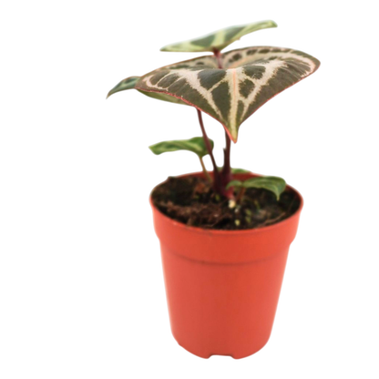DocBlock Anthurium Michelle® '11' X Zara® '14'