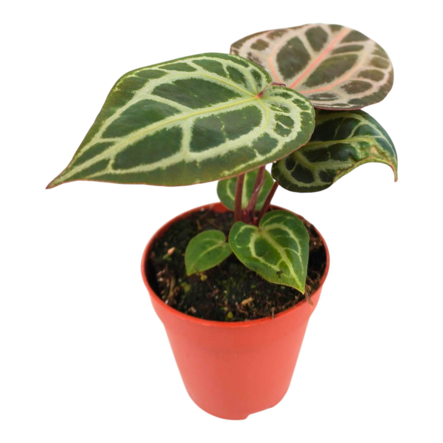 DocBlock Anthurium Michelle® '11' X Zara® '14'