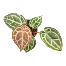 DocBlock Anthurium Michelle® '11' X Zara® '14'