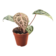 DocBlock Anthurium Michelle® '11' X Zara® '14'