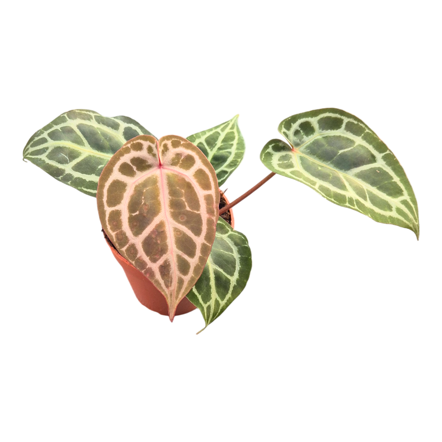 DocBlock Anthurium Michelle® '11' X Zara® '14'
