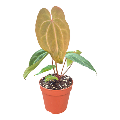 DocBlock Anthurium Michelle® '1' × Black Widow® '13'