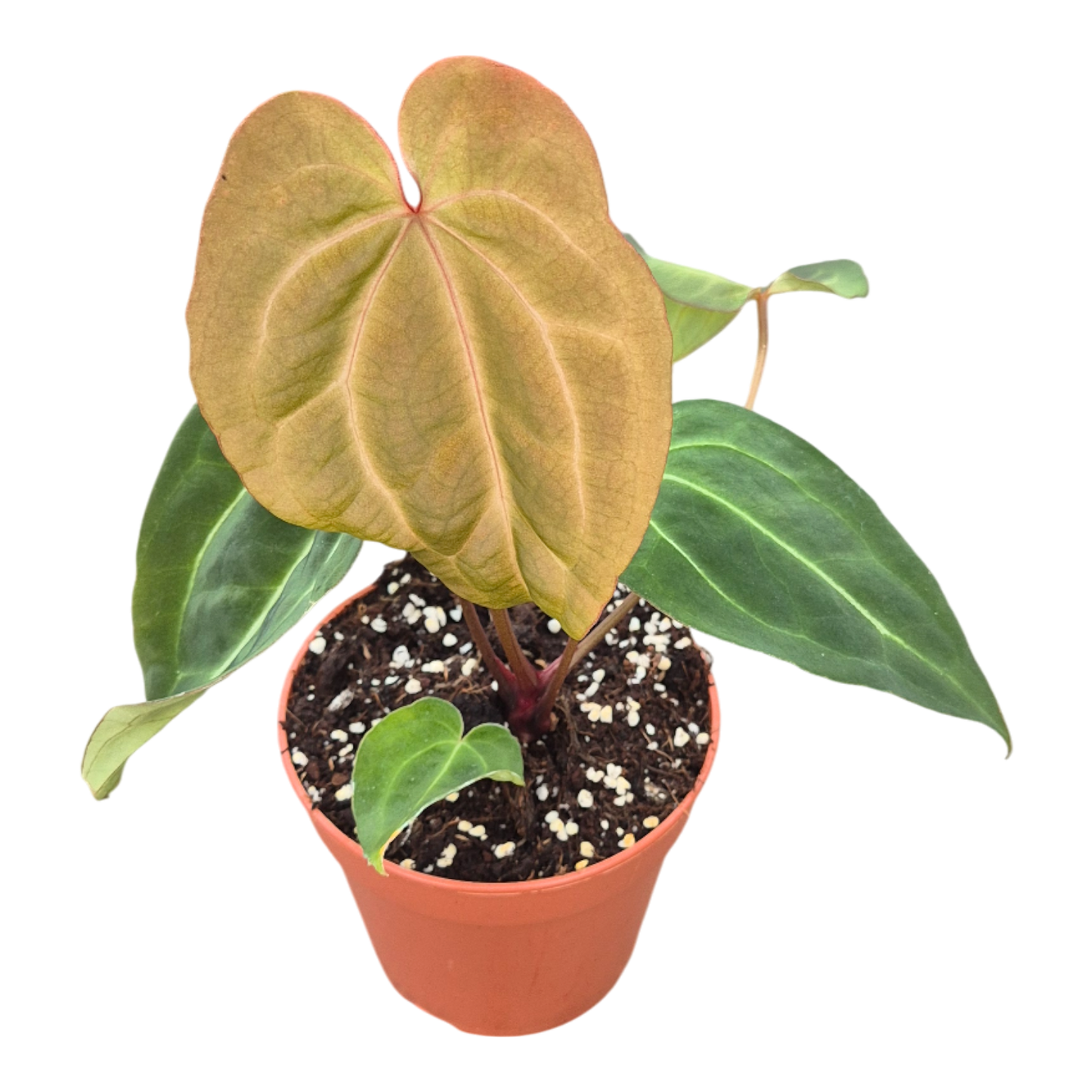 DocBlock Anthurium Michelle® '1' × Black Widow® '13'