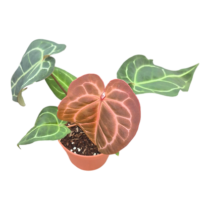 DocBlock Anthurium Michelle® '1' X Michelle® '11'