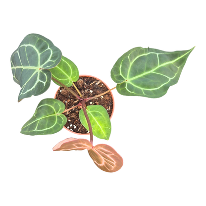 DocBlock Anthurium Michelle® '1' X Michelle® '11'