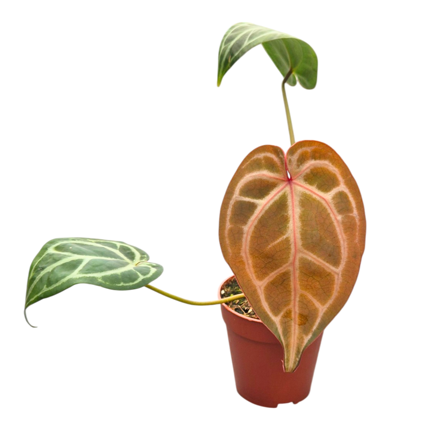 DocBlock Anthurium Michelle® '1' × Purple Rain® '27'