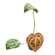 DocBlock Anthurium Michelle® '1' X Purple Rain® '27'