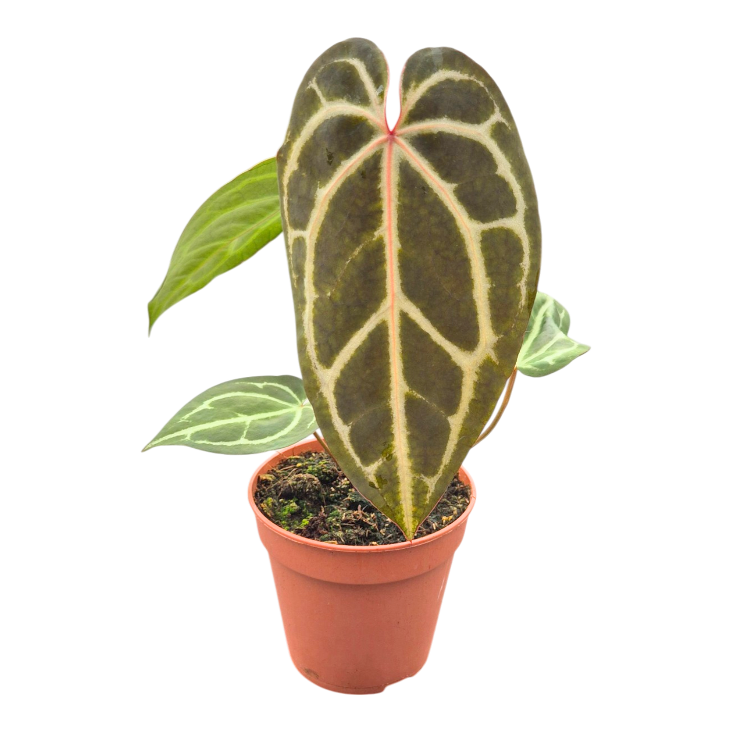 DocBlock Anthurium Michelle® Hot Pink '23 × Black Widow® '13'
