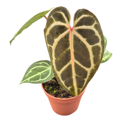 DocBlock Anthurium Michelle® Hot Pink '23 × Black Widow® '13'
