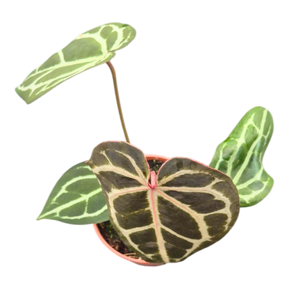 DocBlock Anthurium Michelle® Hot Pink '23 × Black Widow® '13'
