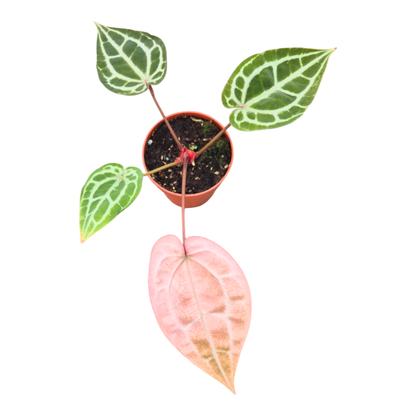 DocBlock Anthurium Michelle® Variegata