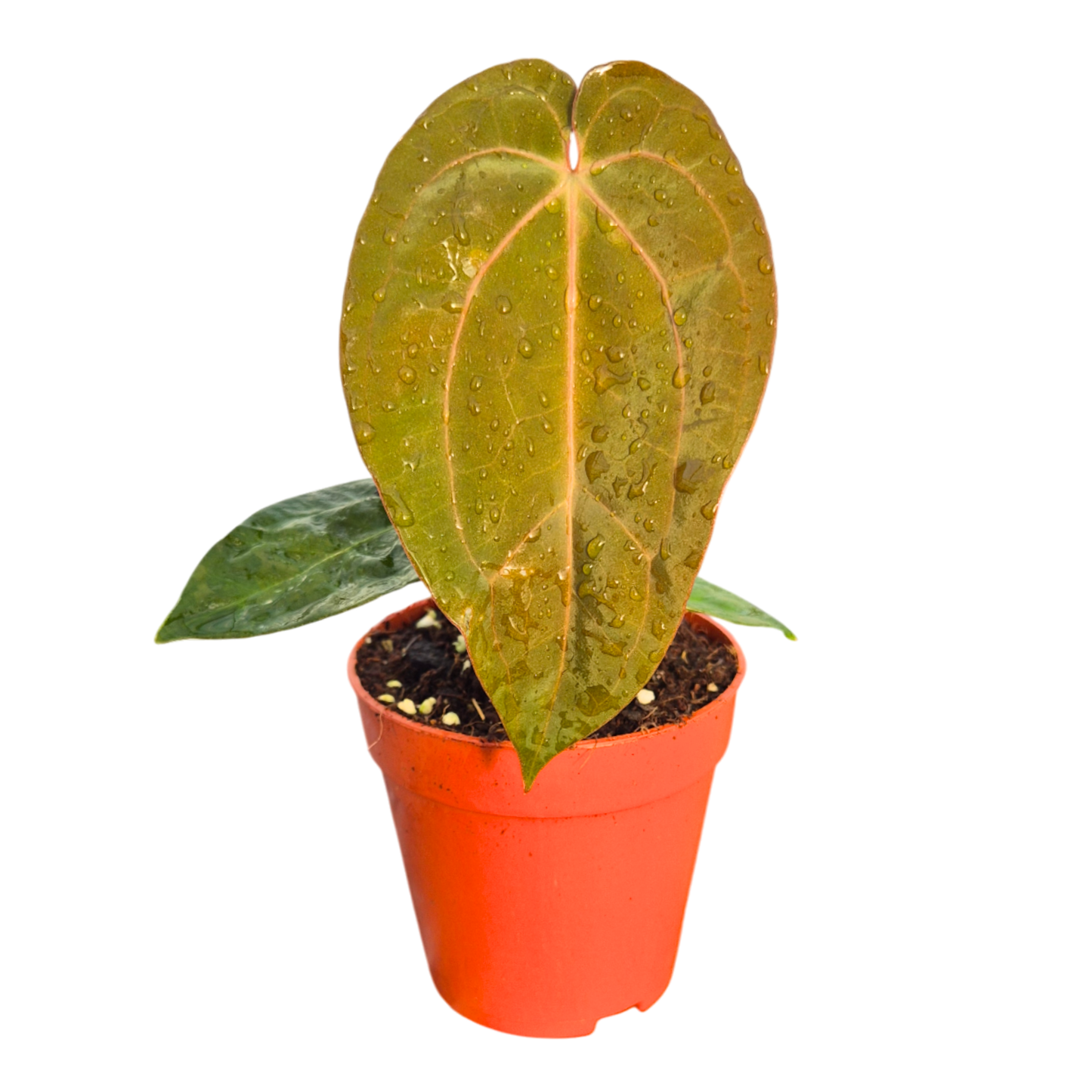 Anthurium (Michelle X Red Velvet Cake) X Goliath