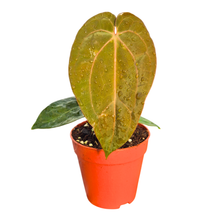 Anthurium Michelle '1' X Red Velvet Cake '24' X Goliath