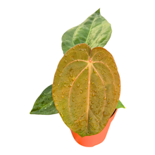 Anthurium Michelle '1' X Red Velvet Cake '24' X Goliath