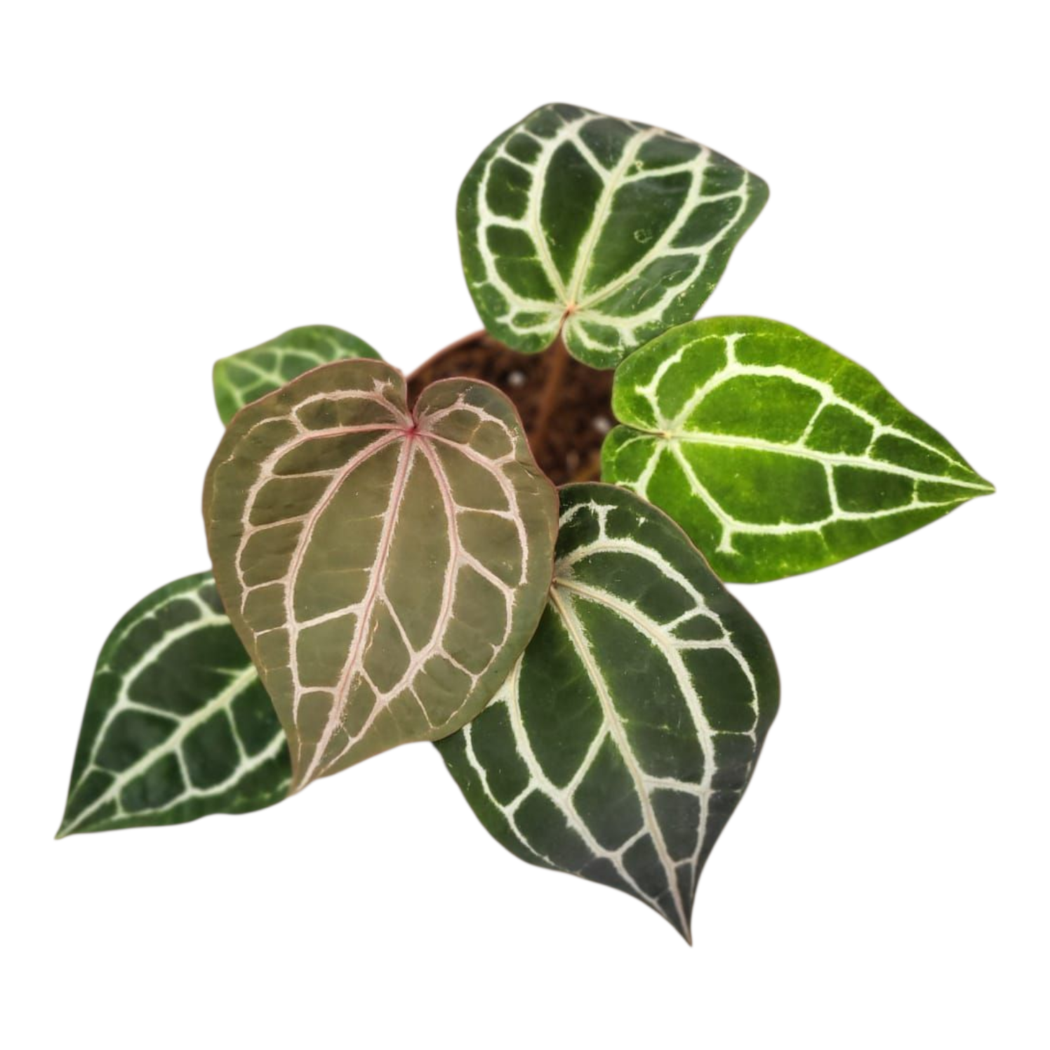 その他観葉植物 Giannina 'Crystallinum 8'x 'Michelle 11' Giannina