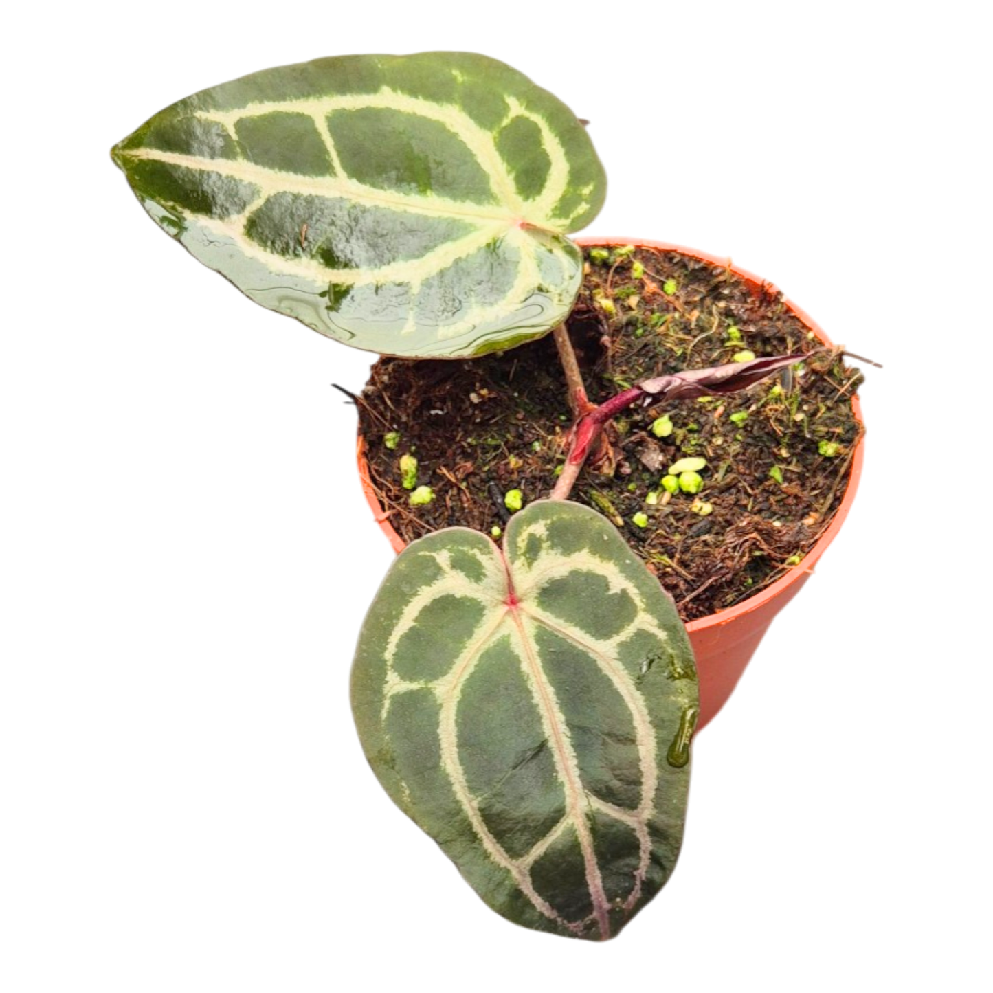 DocBlock Anthurium Minerva® '20' × Minerva® '20'