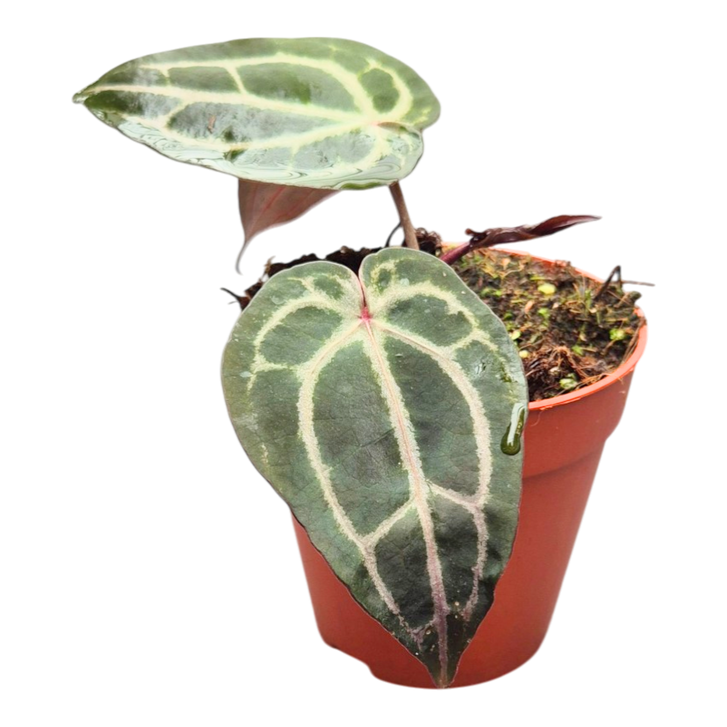 DocBlock Anthurium Minerva® '20' × Minerva® '20'