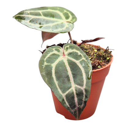 DocBlock Anthurium Minerva® '20' × Minerva® '20'