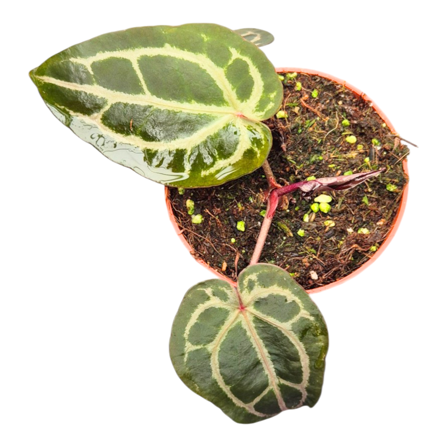 DocBlock Anthurium Minerva® '20' × Minerva® '20'