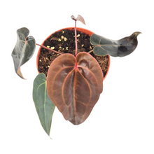 DocBlock Anthurium Minerva® '20' X Red Velvet Cake® '24'