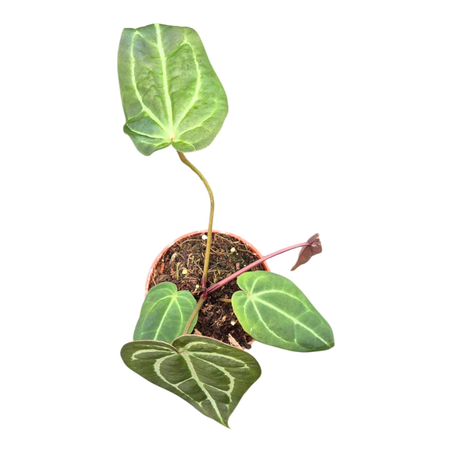 DocBlock Anthurium Purple Rain® '27' × Black Widow® '13'