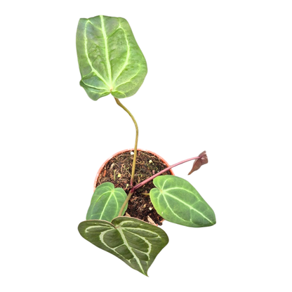 DocBlock Anthurium Purple Rain® '27' × Black Widow® '13'