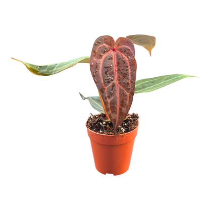 anthurium violet DocBlock Anthurium Purple Rain® '27' X Red Velvet Cake® '24' – Casa Botanica