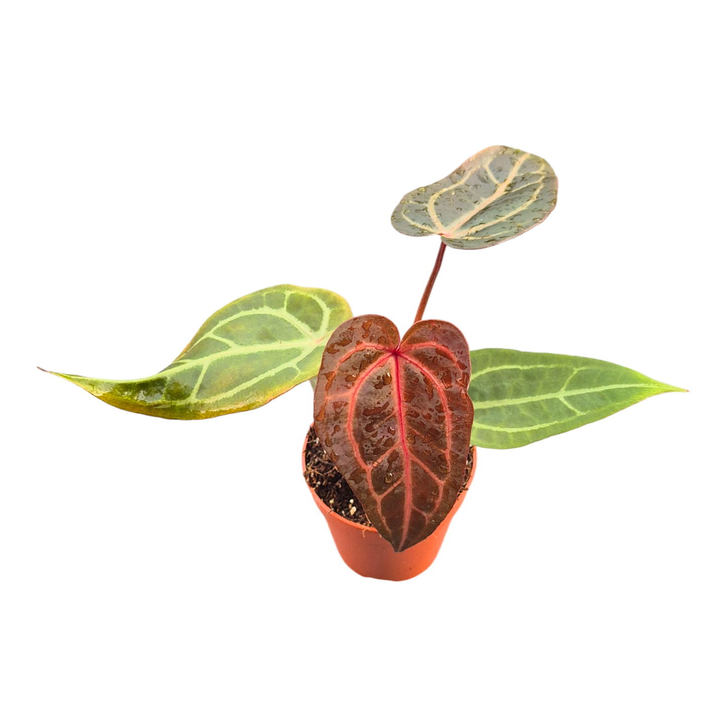 DocBlock Anthurium Purple Rain® '27' X Red Velvet Cake® '24'