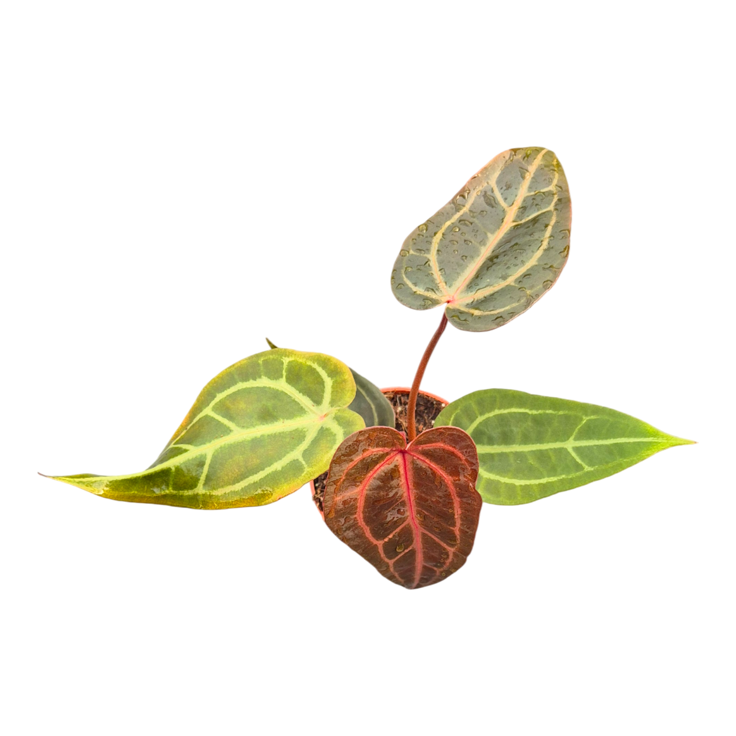 DocBlock Anthurium Purple Rain® '27' X Red Velvet Cake® '24'