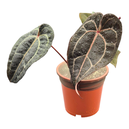 DocBlock Anthurium Red Velvet Cake® '24' × Black Widow® '13'