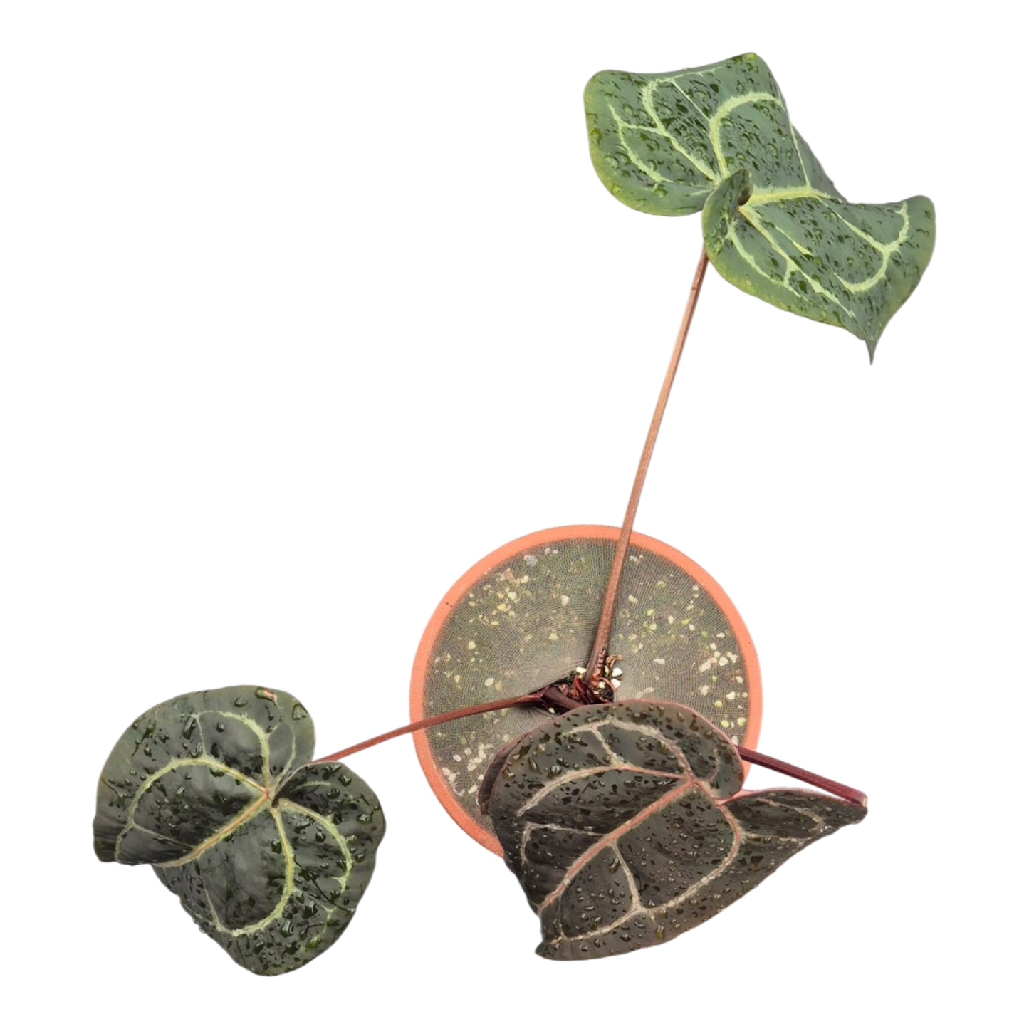 DocBlock Anthurium Red Velvet Cake® '24' × Black Widow® '13'