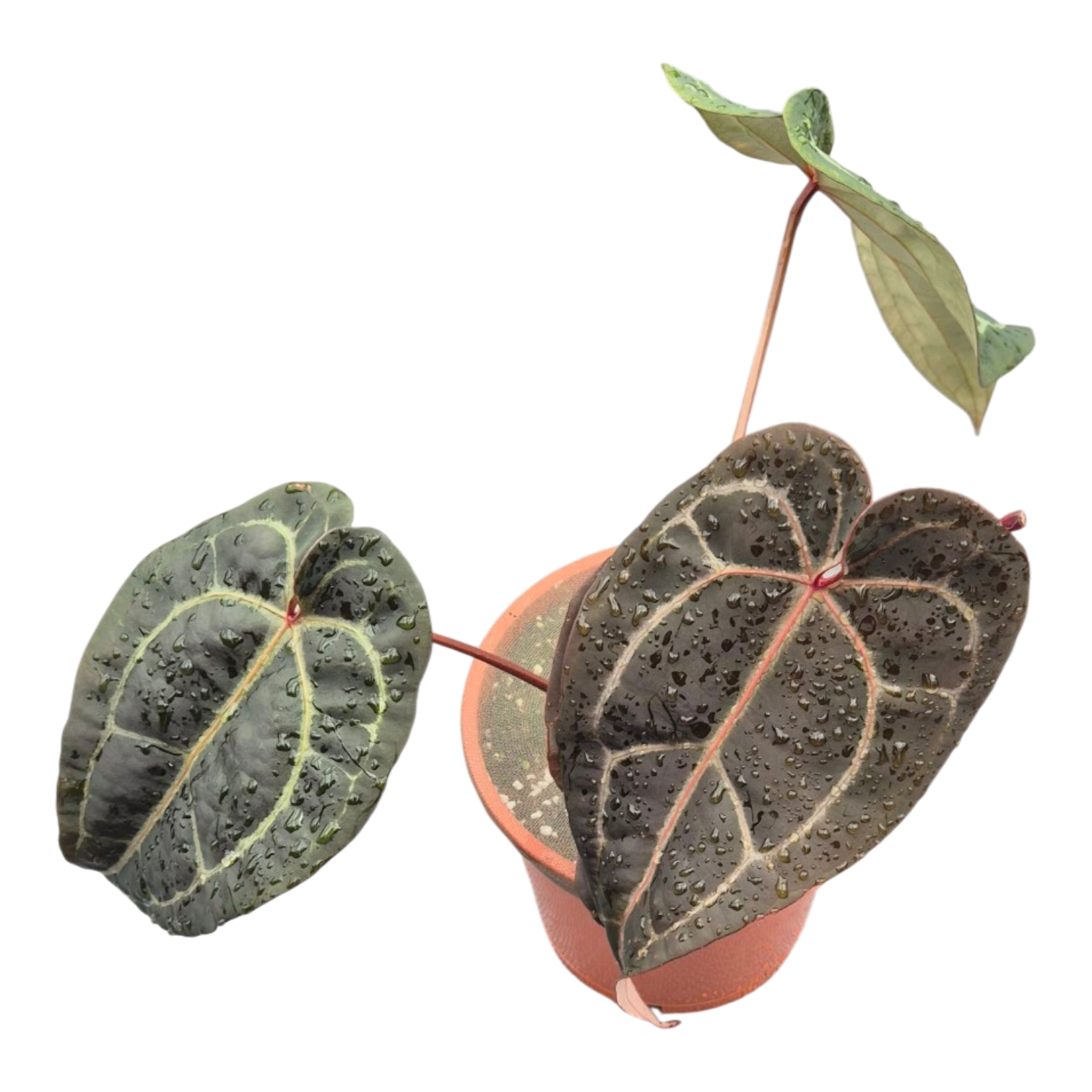 anthurium black widow DocBlock Anthurium Red Velvet Cake® '24' X Black Widow® '13' – Casa Botanica
