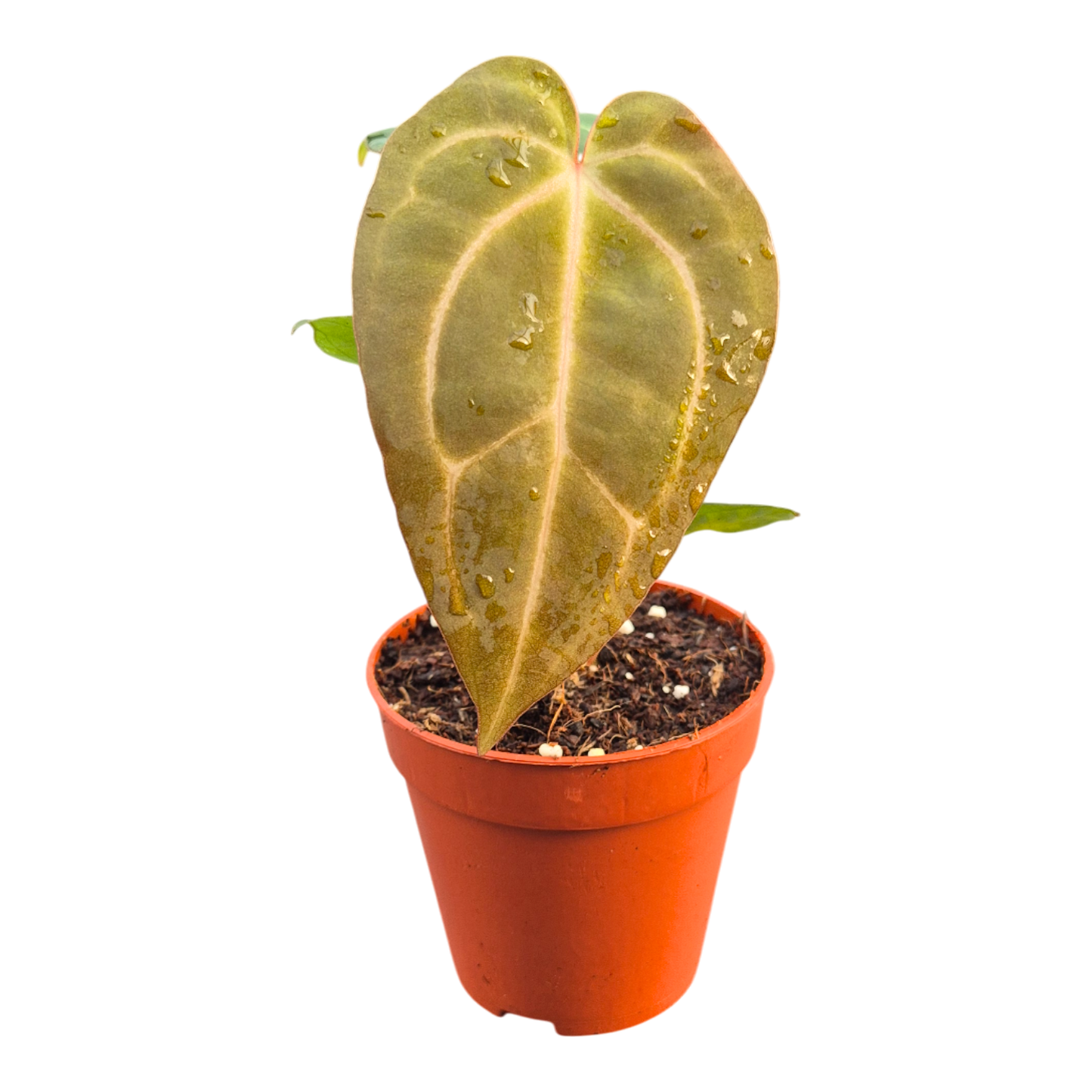 DocBlock Anthurium (Red Velvet Cake® '24' X Dark & Handsome® '9') X Black Widow® '43'