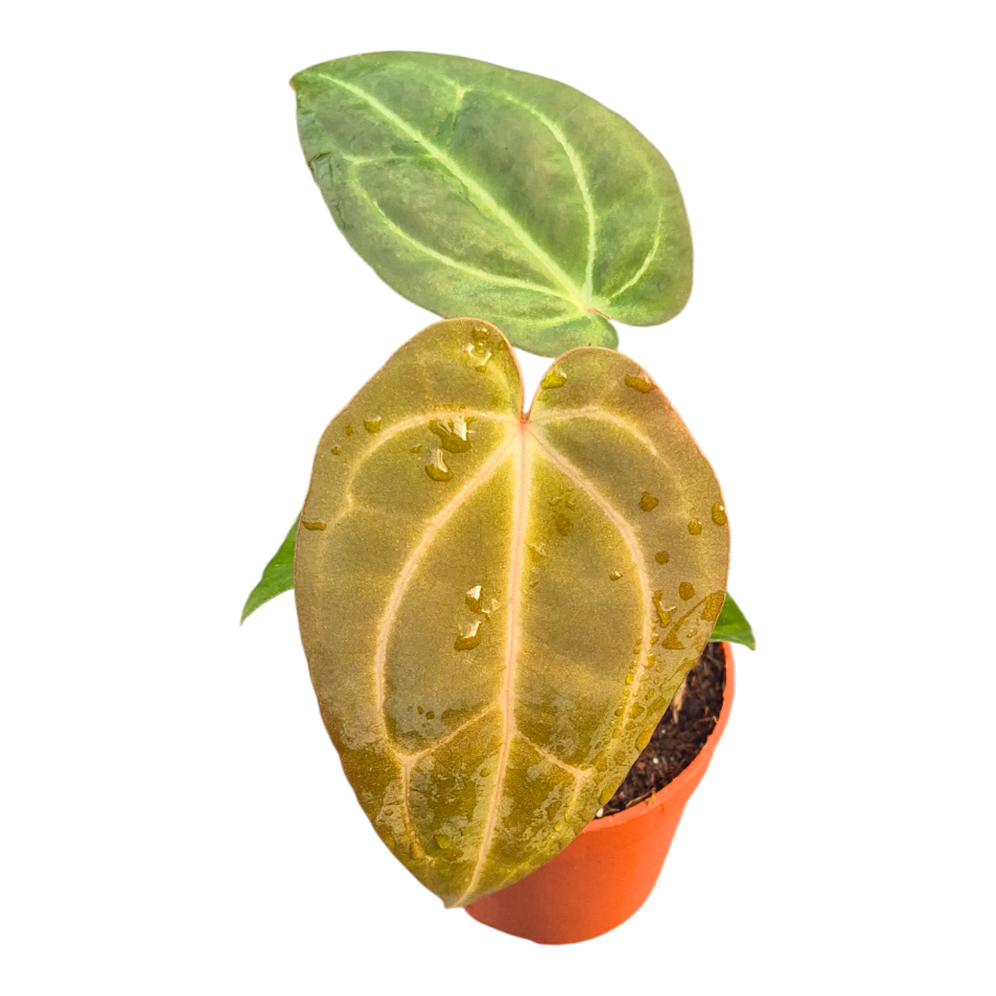 DocBlock Anthurium (Red Velvet Cake® '24' X Dark & Handsome® '9') X Black Widow® '43'