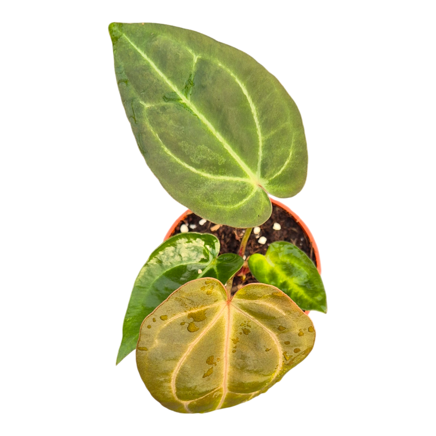 DocBlock Anthurium (Red Velvet Cake® '24' X Dark & Handsome® '9') X Black Widow® '43'