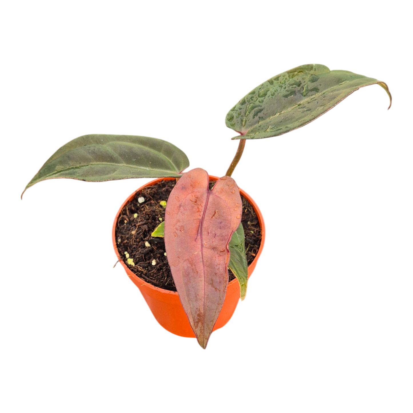 DocBlock Anthurium Red Velvet Cake® '24' X Dark & Handsome® '9'