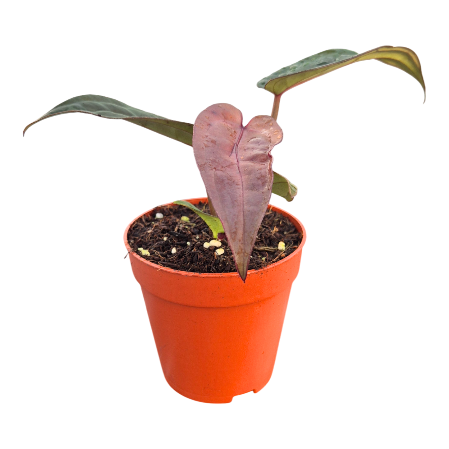 DocBlock Anthurium Red Velvet Cake® '24' X Dark & Handsome® '9'